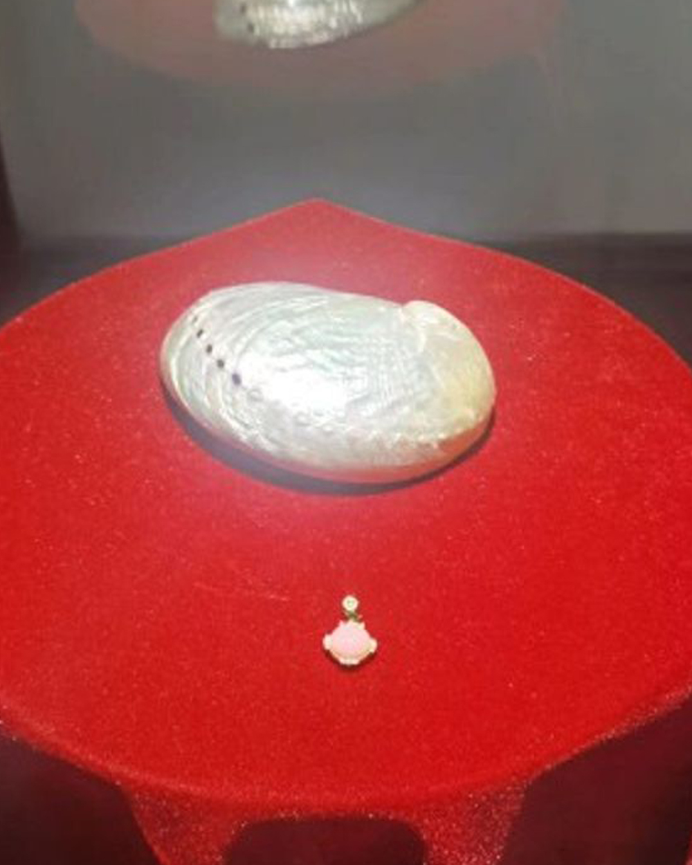 鲍鱼贝，美乐珠