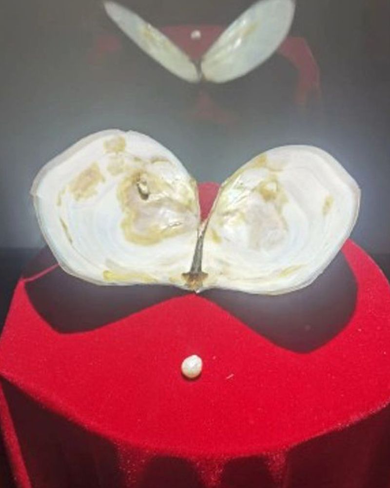 褶纹冠蚌，东珠