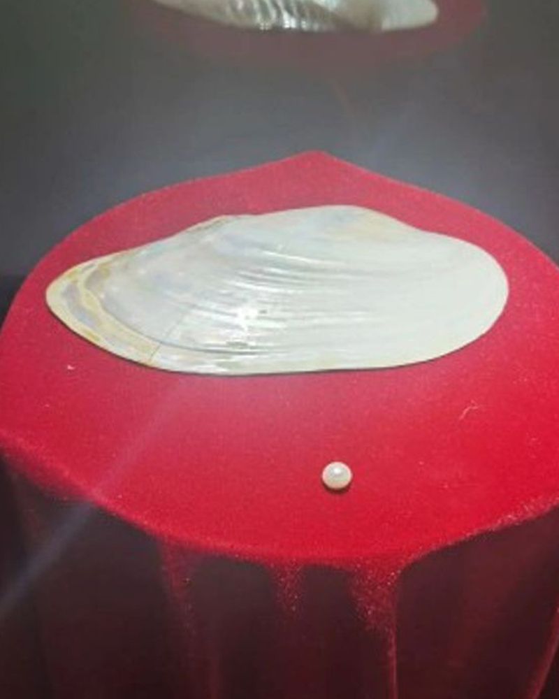 三角帆蚌，珍珠